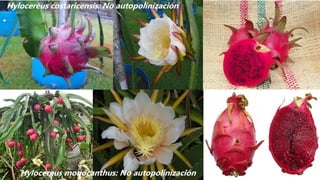 Pulpa púrpura
Hylocereus monocanthus: No autopolinización
Hylocereus costaricensis: No autopolinización
 
