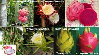 Hylocereus undatus: YUCATAN, MEXICO
AutopolinizaciónHercogamia
Hylocereus ocamponis: No autopolinización
 
