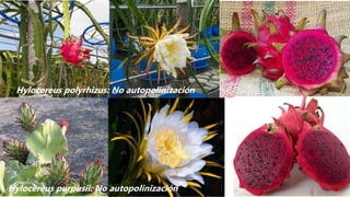 Hylocereus purpusii: No autopolinización
Hylocereus polyrhizus: No autopolinización
 