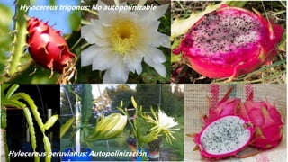 Hylocereus peruvianus: Autopolinización
Hylocereus trigonus: No autopolinizable
 