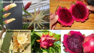 Hylocereus minutiflorus: No autopolinizable
Hylocereus lemairei= H. monocanthus
 