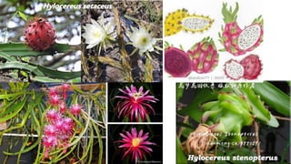 Hylocereus stenopterus
Hylocereus setaceus
 