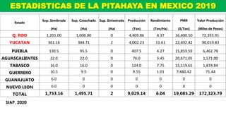ESTADISTICAS DE LA PITAHAYA EN MEXICO 2019
Estado
Sup. Sembrada Sup. Cosechada Sup. Siniestrada Producción Rendimiento PMR Valor Producción
(Ha) (Ha) (Ha) (Ton) (Ton/Ha) ($/Ton) (Miles de Pesos)
Q. ROO 1,201.00 1,008.00 0 4,409.86 4.37 16,400.50 72,393.91
YUCATAN 361.16 344.71 2 4,002.23 11.61 22,492.42 90,019.83
PUEBLA 130.5 95.5 0 407.5 4.27 15,859.59 6,462.78
AGUASCALIENTES 22.0 22.0 0 76.0 3.45 20,671.05 1,571.00
TABASCO 16.0 16.0 0 124.0 7.75 15,119.65 1,874.84
GUERRERO 10.5 9.5 0 9.55 1.01 7,480.42 71.44
GUANAJUATO 6.0 0 0 0 0 0 0
NUEVO LEON 6.0 0 0 0 0 0 0
TOTAL 1,753.16 1,495.71 2 9,029.14 6.04 19,085.29 172,323.79
SIAP, 2020
 