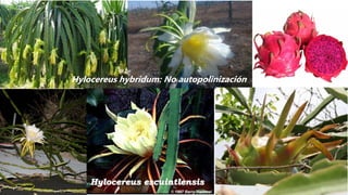 Hylocereus hybridum: No autopolinización
Hylocereus escuintlensis
 