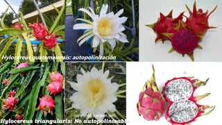 Hylocereus guatemalensis: autopolinización
Hylocereus triangularis: No autopolinizable
 