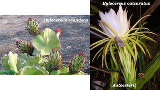 Hylocereus scandens
Hylocereus calcaratus
Autoestéril
 
