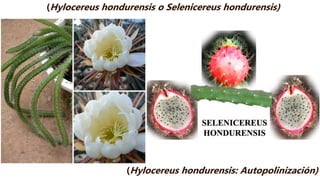 (Hylocereus hondurensis o Selenicereus hondurensis)
(Hylocereus hondurensis: Autopolinización)
 