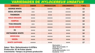 VARIEDADES DE HYLOCEREUS UNDATUS
VARIEDAD SABOR PRODUCCION CRECIMIENTO º Brix
GEORGE WHITE +++ +++++ ++++ 13
SEOUL KITCHEN +++ ++++ +++++ 13
THOMSON ++++ ++++ +++++ 14
MAUI DRAGON ++++ +++++ +++++ 14
HARPUA ++++ +++++ +++++ 14
THAI DRAGON +++ +++++ +++++ 14
DAVID BOWIE +++++ +++++ +++++ 14
K1 ++++ ++++ ++++ 14
VIETNAMESE WHITE ++++ ++++ ++++ 14
MEXICANA ++++ +++++ ++++ 15
NIEZEL ++++ +++++ ++++ 14
WHITE SAPPHIRE +++++ ++++ ++++ 17
Nivel pobre: +
Abajo del promedio: ++
Promedio: +++
Arriba del promedio: ++++
Excelente: +++++
Sabor: ºBrix: Refractómetro= 0-32ºBrix
Producción: Nº de frutos /planta.
Crecimiento: Tiempo a la primera producción
 