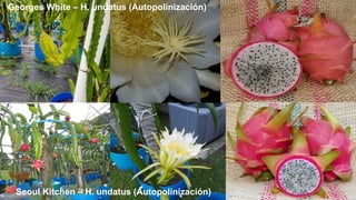 Seoul Kitchen – H. undatus (Autopolinización)
Georges White – H. undatus (Autopolinización)
 