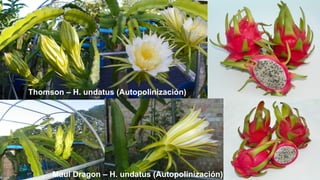 Thomson – H. undatus (Autopolinización)
Maui Dragon – H. undatus (Autopolinización)
 