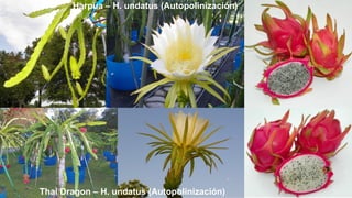 Harpua – H. undatus (Autopolinización)
Thai Dragon – H. undatus (Autopolinización)
 