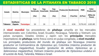 Estado Distrito Municipio
Sup.
Sembrada
Sup.
Cosechada
Sup.
Siniestrada
Producción Rendimiento PMR
Valor
Producción
(Ha) (Ha) (Ha) (Ton) (Ton/Ha) ($/Ton)
(Miles de
Pesos)
Tabasco
Emiliano
Zapata Tenosique 16 16 0 105 6.56 9,731.43 1,021.80
ESTADISTICAS DE LA PITAHAYA EN TABASCO 2019
A nivel mundial los proveedores de pitahaya amarilla en los mercados
internacionales son: Colombia, Israel, Ecuador, Nicaragua, Tailandia y Vietnam. Los
países europeos, Estados Unidos y Japón son los principales mercados
importadores de pitahaya, tanto fresca como en pulpa congelada, a nivel mundial.
Los principales productores del mundo de pitahaya son Nicaragua (máximo
productor en Centroamérica de Hylocereus sp.), Colombia (máximo productor de
Selenicereus megalanthus), Ecuador (productor de ambos Hylocereus sp. y
Selenicereus megalanthus), Vietnam (máximo productor de Hylocereus undatus en
el sureste de Asia), Tailandia, Malasia e Israel.
 