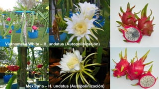 Vietnamese White – H. undatus (Autopolinización)
Mexicana – H. undatus (Autopolinización)
 