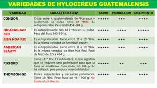 VARIEDADES DE HYLOCEREUS GUATEMALENSIS
VARIEDAD CARACTERISTICAS SABOR PRODUCCION CRECIMIENTO
CONDOR Cruza entre H. guatemalensis de Nicaragua y
Guatemala. La pulpa tiene 19 ºBrix. Es
autopolinizable. Peso fruto 454-608 g.
+++++ +++ ++++
NICARAGUAN
RED
Es autopolinizable con 18.5 ºBrix en su pulpa.
Peso del fruto 340-454 g.
+++++ ++++ +++++
BIEN HOA RED Es autopolinizable. Tiene entre 18 a 19 ºBrix.
Es la misma variedad de American beauty.
+++++ +++ ++++
AMERICAN
BEAUTY
Es autopolinizable. Tiene entre 18 a 19 ºBrix.
Es la misma variedad de Bien Hoa Red. Peso
de fruto de 225 a 454 g.
+++++ +++ ++++
RIXFORD
Tiene 18 º Brix. Es autoestéril, lo que significa
que se requiere otro polinizador para que la
fruta se establezca. Peso fruto 454-680 g. Se
ha utilizado para producir nuevos híbridos.
+++++ ++ +++
THOMSON G2 Flores autoestériles y necesitan polinizador.
Tiene 18 ºBrix. Peso fruto de 454- 900 g. No
tolera el sol directo.
+++++ ++++ ++++
 