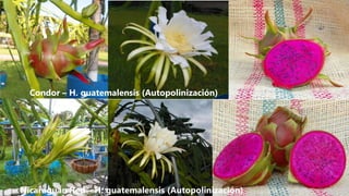 Condor – H. guatemalensis (Autopolinización)
Nicaraguan Red – H. guatemalensis (Autopolinización)
 