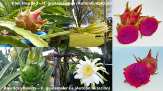 Bien Hoa Red – H. guatemalensis (Autopolinización)
American Beauty – H. guatemalensis (Autopolinización)
 