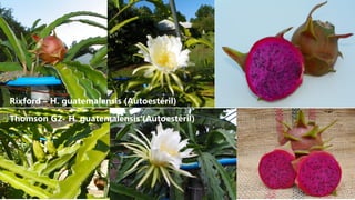 Rixford – H. guatemalensis (Autoestéril)
Thomson G2- H. guatemalensis (Autoestéril)
 