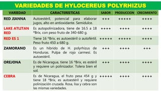 VARIEDADES DE HYLOCEREUS POLYRHIZUS
VARIEDAD CARACTERISTICAS SABOR PRODUCCION CRECIMIENTO
RED JIANNA Autoestéril, potencial para elaborar
jugos, alto en antioxidante. Semidulce.
+++ +++++ ++++
LAKE ATLITAN
RED
Es autopolinizadora, tiene de 16.5 a 18
ºBrix, con peso fruto de 340-680 g.
++++ ++++ ++++
RED ES 1 Tiene 16 ºBrix, es autoestéril o autofértil.
Peso fruto 450 a 680 g.
+++++ +++++ ++++
ZAMORANO Es un hibrido de H. polyrhizus de
Honduras. Pulpa de rojo carmesí. Es
autoestéril.
+++ ++++ +++
OREJONA Es de Nicaragua, tiene 16 ºBrix, es estéril
y requiere un polinizador. Tolera bien el
sol.
+++ ++++ ++++
CEBRA Es de Nicaragua, el fruto pesa 454 g y
tiene 18 ºBrix, es autoestéril y requiere
polinización cruzada. Rosa, lisa y cebra son
las mismas variedades.
+++++ ++++ ++++
 