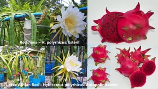 Red Jiana – H. polyrhizus: Estéril
Lake Atitlan Red – Hylocereus polyrhizus: Autopolinización
 