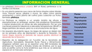 • La pitahaya (Hylocereus undatus Britt el Rose) pertenece a la
familia Cactáceae.
• Es una planta perenne que crece de forma silvestre sobre árboles
vivos, troncos secos, piedras y muros. Se utiliza como planta
ornamental y como planta de cultivo para cosechar sus frutos,
llamados pitahaya.
• La Pitahaya se adapta a un amplio ámbito de alturas y
precipitaciones sin embargo, existen más problemas fitosanitarios
y menor producción en zonas de alta precipitación. Por ser una
cactácea presenta tolerancia a elevadas temperaturas (38-40°) y
largos períodos de sequía, pero no a acumulaciones de agua.
• No requiere abundante agua, los riegos de apoyo se deben dar
en los primeros años de plantación y durante la floración. De
hacer riegos durante el periodo de sequía podría disminuir el
desarrollo de la floración.
• Reportes de la delegación en Yucatán de la Secretaría de
Agricultura, Ganadería, Desarrollo Rural, Pesca y Alimentación
(Sagarpa) señalan que ya se exportan unas 200 toneladas de
pitahaya de Yucatán a Estados Unidos de América, por lo que
esta se perfila como la fruta endémica que más se va abriendo
espacio en el mercado extranjero.
INFORMACION GENERAL
Reino: Plantae
División: Magnoliophyta
Clase: Magnoliopsida
Subclase: Caryophyllidae
Orden: Caryophyllales
Familia: Cactaceae
Subfamilia: Cactoideae
Tribu: Hylocereae
Género: Hylocereus
Especie: H. undatus
 