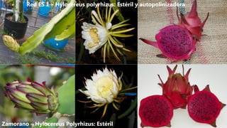 Red ES 1 – Hylocereus polyrhizus: Estéril y autopolinizadora
Zamorano – Hylocereus Polyrhizus: Estéril
 