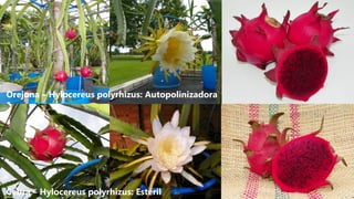 Orejona – Hylocereus polyrhizus: Autopolinizadora
Cebra – Hylocereus polyrhizus: Estéril
 