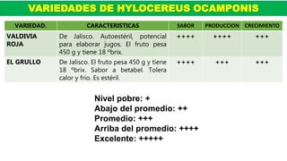 VARIEDADES DE HYLOCEREUS OCAMPONIS
VARIEDAD. CARACTERISTICAS SABOR PRODUCCION CRECIMIENTO
VALDIVIA
ROJA
De Jalisco. Autoestéril, potencial
para elaborar jugos. El fruto pesa
450 g y tiene 18 ºbrix.
++++ ++++ +++
EL GRULLO De Jalisco. El fruto pesa 450 g y tiene
18 ºbrix. Sabor a betabel. Tolera
calor y frio. Es estéril.
++++ +++ +++
Nivel pobre: +
Abajo del promedio: ++
Promedio: +++
Arriba del promedio: ++++
Excelente: +++++
 