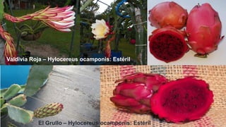 Valdivia Roja – Hylocereus ocamponis: Estéril
El Grullo – Hylocereus ocamponis: Estéril
 
