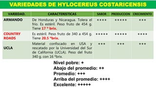 VARIEDADES DE HYLOCEREUS COSTARICENSIS
VARIEDAD. CARACTERISTICAS SABOR PRODUCCION CRECIMIENTO
ARMANDO De Honduras y Nicaragua. Tolera el
frío. Es estéril. Peso fruto de 454 g.
Tiene 17 º brix.
++++ +++++ +++
COUNTRY
ROADS
Es estéril. Peso fruto de 340 a 454 g.
Tiene 20.5 ºbrix.
+++++ +++++ ++++
UCLA
Material confiscado en USA y
rescatado por la Universidad del Sur
de California (UCLA). Peso del fruto
340 g. con 16 ºbrix.
+++ +++ +++
Nivel pobre: +
Abajo del promedio: ++
Promedio: +++
Arriba del promedio: ++++
Excelente: +++++
 