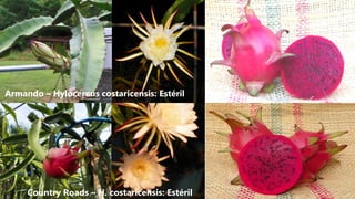 Armando – Hylocereus costaricensis: Estéril
Country Roads – H. costaricensis: Estéril
 