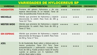 VARIEDADES DE HYLOCEREUS SP
VARIEDAD. CARACTERISTICAS SABOR PRODUCCION CRECIMIENTO
HOUGHTON Proviene del género Hylocereus y de una
especie desconocida. Es un hibrido. Tiene 18
ºbrix. Se autofecunda. Frutos de 225 g.
++++ +++++ +++++
MICHELLE Hibrido que proviene de Hylocereus y especie
desconocida. Es estéril. Peso fruto de 340 g.
Tiene 16.7 ºbrix.
++++ ++++ ++++
MISTER WOO Hibrido que proviene de Hylocereus y especie
desconocida. Es estéril. Peso fruto de 450 g.
Tiene 17 ºbrix.
+++++ +++ ++++
SIN ESPINAS Hibrido que proviene de Hylocereus y especie
desconocida de Nicaragua. Es estéril. Peso fruto
de 450 g. Tiene 17 ºbrix.
++++ +++++ ++++
JC01 Es de Guatemala. Buen sabor y dulzura pero es
menos productiva. Tiene 15.4 ºbrix. Tiene
autopolinización y polinización cruzada. Peso
fruto de 500 g. Puede producir hasta 30 ton/ha
cuando se poliniza con H. hybridum (700
g/fruto. Buen sabor y dulce.
++++ ++++ ++++
 