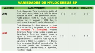 VARIEDADES DE HYLOCEREUS SP
VARIEDAD CARACTERISTICAS SABOR PRODUCCION CRECIMIENTO
JC02
Es de Guatemala. Tiene crecimiento rápido, el
fruto pesa 350 g y tiene 14.4 ºbrix. Excelente
donador de polen. Tiene polinización cruzada.
Puede producir hasta 83 ton/ha cuando se
poliniza con H. purpusii y JC01. Con H.
hybridum se alcanzan 77 ton/ha, al cuarto año.
++++ ++++ ++++
JC03
Es de Guatemala. Es planta vigorosa con peso
de frutos de 300 g. En general, es un cultivar
no destacado ni aconsejable. Presenta
dimorfismo floral, yemas verdes o rojizas que
darán lugar a flores con sépalos verdes o
rojizos y frutos con pulpa blanca o roja,
respectivamente. El sabor del fruto rojo no es
agradable a todos los paladares y el blanco
tiene poca pulpa. Desde el punto de vista de
polinizante puede ser interesante para
determinados cultivares como: H. hybridum,
H.undatus y JC01.
+++ ++ ++++
 