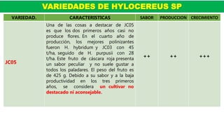 VARIEDADES DE HYLOCEREUS SP
VARIEDAD. CARACTERISTICAS SABOR PRODUCCION CRECIMIENTO
JC05
Una de las cosas a destacar de JC05
es que los dos primeros años casi no
produce flores. En el cuarto año de
producción, los mejores polinizantes
fueron H. hybridum y JC03 con 45
t/ha, seguido de H. purpusii con 28
t/ha. Este fruto de cáscara roja presenta
un sabor peculiar y no suele gustar a
todos los paladares. El peso del fruto es
de 425 g. Debido a su sabor y a la baja
productividad en los tres primeros
años, se considera un cultivar no
destacado ni aconsejable.
++ ++ +++
 
