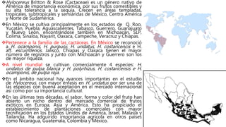 Hylocereus Britton & Rose (Cactaceae) es un género nativo de
América de importancia económica, por sus frutos comestibles y
su alta tolerancia a la sequía. Crecen en áreas templadas,
tropicales, subtropicales y semiáridas de México, Centro América
y Norte de Sudamérica.
En México se cultiva principalmente en los estados de Q. Roo,
Yucatán, Puebla, Aguascalientes, Tabasco, Guerrero, Guanajuato
y Nuevo León, encontrándose también en Michoacán, SLP,
Colima, Sinaloa, Nayarit, Oaxaca, Campeche, Veracruz y Chiapas.
Pertenece a la familia de las cactáceas. En México se reconoció
a H. ocamponis, H. purpusii, H. undatus, H. costaricencis e H.
aff. escuintlensis. Jalisco, Chiapas y Oaxaca tienen el mayor
número de registros y junto con Michoacán y Guerrero son los
de mayor riqueza.
A nivel mundial se cultivan comercialmente 4 especies: H.
undatus de pulpa blanca y H. polyrhizus, H. costaricensis e H.
ocamponis, de pulpa roja.
En el ámbito nacional hay avances importantes en el estudio
de Hylocereus, con mayor énfasis en H. undatus por ser una de
las especies con buena aceptación en el mercado internacional
así como por su importancia cultural.
En las últimas tres décadas, el sabor, forma y color del fruto han
abierto un nicho dentro del mercado comercial de frutos
exóticos en Europa, Asia y América. Esto ha propiciado el
establecimiento de plantaciones comerciales con mayor
tecnificación en los Estados Unidos de América, Israel, Malasia y
Tailandia. Ha adquirido importancia agrícola en otros países
como Nicaragua, Guatemala, Colombia y México.
 