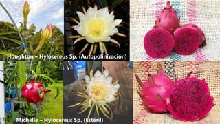 Michelle – Hylocereus Sp. (Estéril)
Houghton – Hylocereus Sp. (Autopolinización)
 