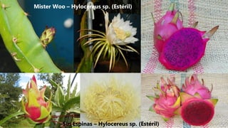 Mister Woo – Hylocereus sp. (Estéril)
Sin Espinas – Hylocereus sp. (Estéril)
 