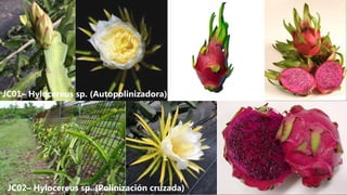 JC01– Hylocereus sp. (Autopolinizadora)
JC02– Hylocereus sp. (Polinización cruzada)
 