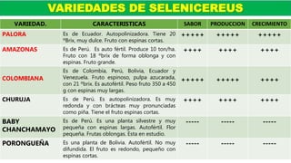 VARIEDADES DE SELENICEREUS
VARIEDAD. CARACTERISTICAS SABOR PRODUCCION CRECIMIENTO
PALORA Es de Ecuador. Autopolinizadora. Tiene 20
ºBrix, muy dulce. Fruto con espinas cortas.
+++++ +++++ +++++
AMAZONAS Es de Perú. Es auto fértil. Produce 10 ton/ha.
Fruto con 18 ºbrix de forma oblonga y con
espinas. Fruto grande.
++++ ++++ ++++
COLOMBIANA
Es de Colombia, Perú, Bolivia, Ecuador y
Venezuela. Fruto espinoso, pulpa azucarada,
con 21 ºbrix. Es autofértil. Peso fruto 350 a 450
g con espinas muy largas.
+++++ +++++ ++++
CHURUJA Es de Perú. Es autopolinizadora. Es muy
redonda y con brácteas muy pronunciadas
como piña. Tiene el fruto espinas cortas.
++++ ++++ ++++
BABY
CHANCHAMAYO
Es de Perú. Es una planta silvestre y muy
pequeña con espinas largas. Autofértil. Flor
pequeña. Frutas oblongas. Esta en estudio.
----- ----- -----
PORONGUEÑA Es una planta de Bolivia. Autofértil. No muy
difundida. El fruto es redondo, pequeño con
espinas cortas.
----- ----- -----
 