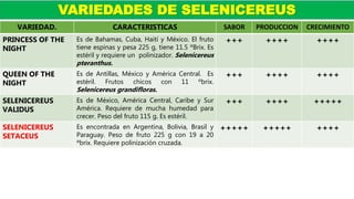 VARIEDADES DE SELENICEREUS
VARIEDAD. CARACTERISTICAS SABOR PRODUCCION CRECIMIENTO
PRINCESS OF THE
NIGHT
Es de Bahamas, Cuba, Haití y México. El fruto
tiene espinas y pesa 225 g, tiene 11.5 ºBrix. Es
estéril y requiere un polinizador. Selenicereus
pteranthus.
+++ ++++ ++++
QUEEN OF THE
NIGHT
Es de Antillas, México y América Central. Es
estéril. Frutos chicos con 11 ºbrix.
Selenicereus grandifloras.
+++ ++++ ++++
SELENICEREUS
VALIDUS
Es de México, América Central, Caribe y Sur
América. Requiere de mucha humedad para
crecer. Peso del fruto 115 g. Es estéril.
+++ ++++ +++++
SELENICEREUS
SETACEUS
Es encontrada en Argentina, Bolivia, Brasil y
Paraguay. Peso de fruto 225 g con 19 a 20
ºbrix. Requiere polinización cruzada.
+++++ +++++ ++++
 