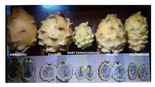 AMAZONAS COLOMBIANACHURUJA PALORA
BABY CHANCHAMAYO
 