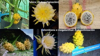 Palora: (Autopolinización)
Colombiana o megalanthus: Autopolinización
 