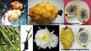 Amazonas: Autopolinización
Selenicereus megalanthus
 