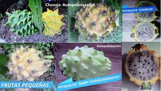 Churuja: Autopolinización
Autopolinización
 