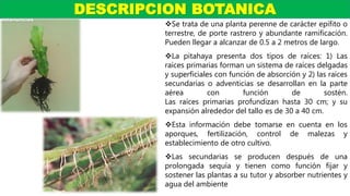 Se trata de una planta perenne de carácter epífito o
terrestre, de porte rastrero y abundante ramificación.
Pueden llegar a alcanzar de 0.5 a 2 metros de largo.
La pitahaya presenta dos tipos de raíces: 1) Las
raíces primarias forman un sistema de raíces delgadas
y superficiales con función de absorción y 2) las raíces
secundarias o adventicias se desarrollan en la parte
aérea con función de sostén.
Las raíces primarias profundizan hasta 30 cm; y su
expansión alrededor del tallo es de 30 a 40 cm.
Esta información debe tomarse en cuenta en los
aporques, fertilización, control de malezas y
establecimiento de otro cultivo.
Las secundarias se producen después de una
prolongada sequía y tienen como función fijar y
sostener las plantas a su tutor y absorber nutrientes y
agua del ambiente
DESCRIPCION BOTANICA
 