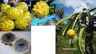 Autopolinización
 
