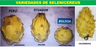 AMAZONAS PALORA PORONGUEÑA
COLOMBIANA
VARIEDADES DE SELENICEREUS
 
