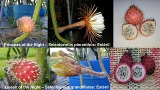 Princess of the Night – Selenicereus pteranthus: Estéril
Queen of the Night – Selenicereus grandifloras: Estéril
 