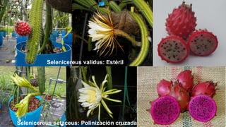 Selenicereus validus: Estéril
Selenicereus setaceus: Polinización cruzada
 
