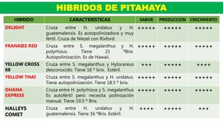 HIBRIDOS DE PITAHAYA
HIBRIDO CARACTERISTICAS SABOR PRODUCCION CRECIMIENTO
DELIGHT Cruza entre H. undatus y H.
guatemalensis. Es autopolinizadora y muy
fértil. Cruza de Niezel con Rixford.
+++++ +++++ +++++
FRANKIES RED Cruza entre S. megalanthus y H.
polyrhizus. Tiene 21 ºBrix.
Autopolinización. Es de Hawaii.
+++++ +++++ +++++
YELLOW CROSS
68
Cruza entre S. megalanthus y Hylocereus
desconocido. Tiene 16 º brix. Estéril.
+++ +++++ ++++
YELLOW THAI Cruza entre S. megalanthus y H. undatus.
Tiene autopolinización. Tiene 18.5 º brix.
+++++ +++++ +++++
OHANA
EXPRESS
Cruza entre H. polyrhizus y S. megalanthus
Es autofértil pero necesita polinización
manual. Tiene 19.5 º Brix.
+++++ +++++ +++++
HALLEYS
COMET
Cruza entre H. undatus y H.
guatemalensis. Tiene 16 ºBrix. Estéril.
++++ +++++ +++
 