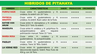 HIBRIDOS DE PITAHAYA
HIBRIDO CARACTERISTICAS SABOR PRODUCCION CRECIMIENTO
PURPLE HAZE Cruza entre H. guatemalensis y H.
undatus. Es estéril con 19 º brix.
+++++ +++++ ++++
PHYSICAL
GRAFFITI
Cruza entre H. guatemalensis y H.
undatus. Es estéril. Buen sabor de la fruta.
+++++ +++++ ++++
KATHIE VAN
ARUM
Cruza entre H. stenopterus y H. undatus.
Tiene 22.5 º brix. Es estéril.
+++++ +++ +++
MAKISUPA Cruza entre H. undatus y H. polyrhizus Es
autopolinizadora pero requiere
polinización manual. Tiene 15 º brix.
+++ +++++ ++++
MARIA ROSA Cruza entre H. undatus y H.
guatemalensis. Es autopolinizable.
+++++ ++++ +++++
PAISLEY Cruza entre H. guatemalensis y H.
undatus. Tiene 16 ºBrix. Estéril.
++++ +++ ++++
LA VERNE RED Cruza entre H. guatemalensis y otra
desconocida especie. Estéril. Peso fruto de
454 g. con 16 ºbrix.
+++ ++++ ++++
 